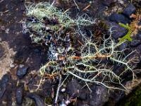 Flechten auf Lavagestein